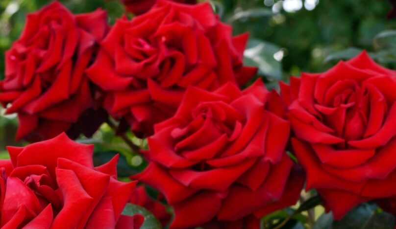 Red Rose Awards