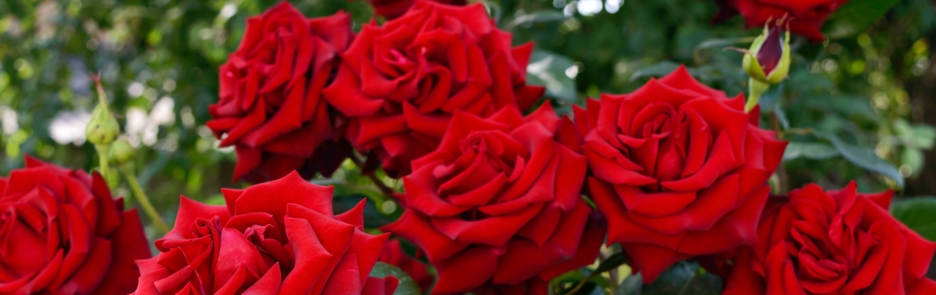 Red Rose Awards